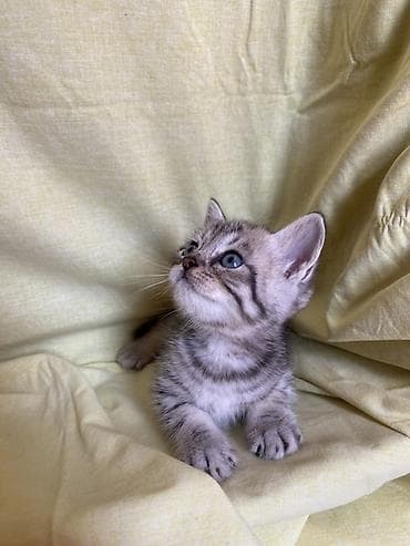 самка: Табби, Самка, Самовывоз — 5