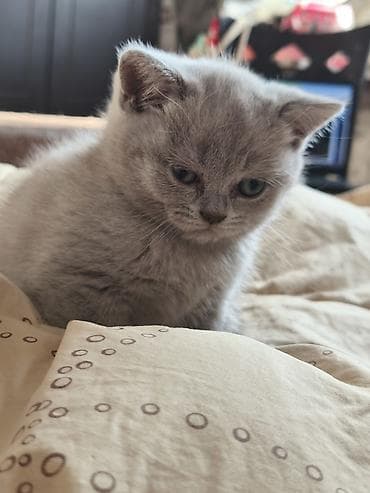 heyvan geyimleri: Şotland, Dişi — 4