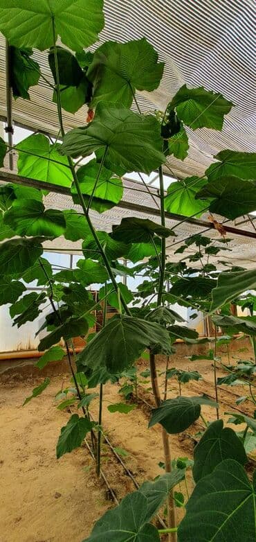 uzum tingləri: Paulownia (adem agaci) hal hazirda var 2 illik ağaclardı uzunlugu 3 — 8