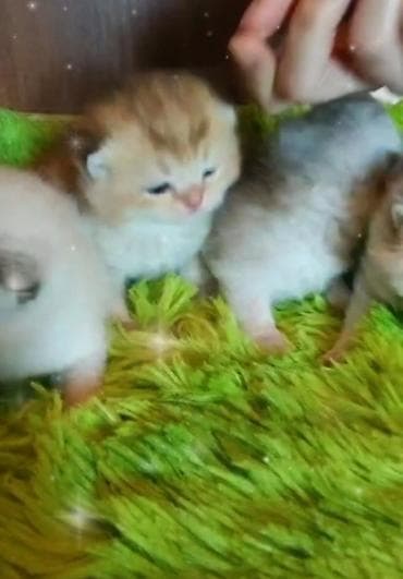 heyvan: Şinşilla — 2