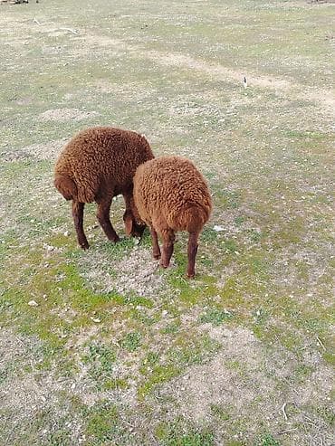 Другие с/х животные: Bir erkek bir dişi Qala quzusu cütü 550 manata tək satilmir .qiymət — 8