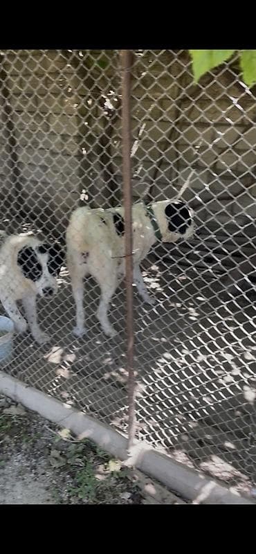 mops it: Alabay, 9 ay, Erkek, Peyvəndli, Ünvandan götürmə — 2