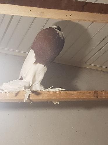 ingilis setter it cinsi: Pişiklər — 6