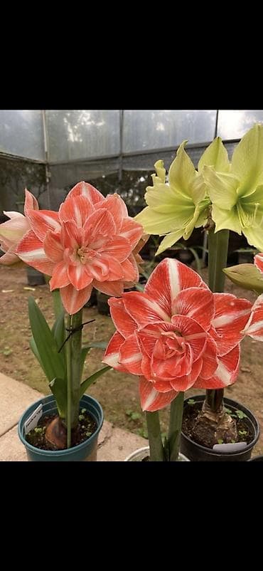 yaz gulləri: Hippeastrum (Amarillis) soğanlı dekorativ çiçəklər – bir neçə rəng və — 1