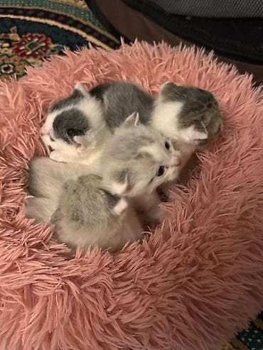 anqora pişik: Yaxşı əllərə — 7