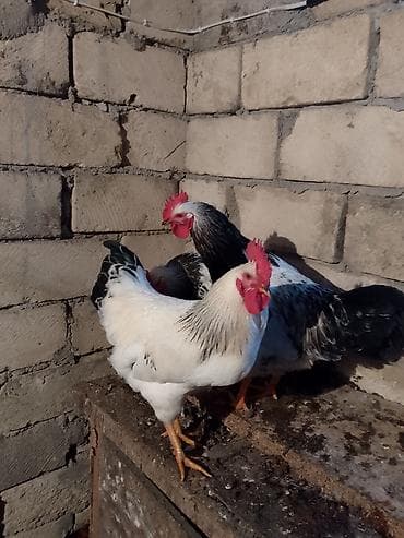 kend colpası: Məhsul: Yerli təsərrüfatdan selebrist görünüşlü xoruzlar (3 ədəd) — 2