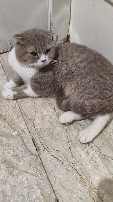 pişiy satışı: Şotland yastı qulaq, Erkək, Yaxşı əllərə, Ödənişli çatdırılma — 2