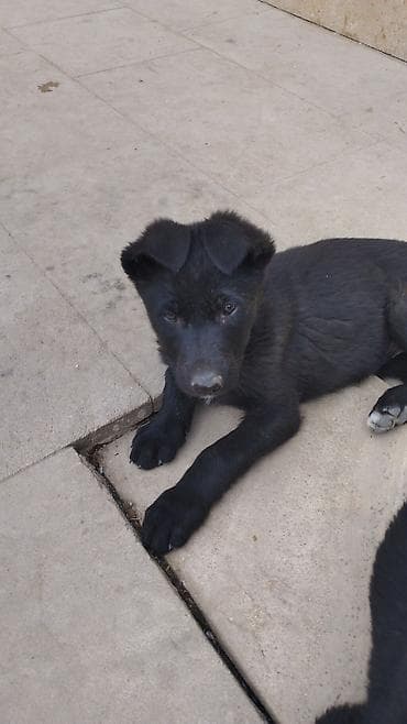 Qara rəngli balaca it – enerjili və mehriban - Cins: qeyri-mixed