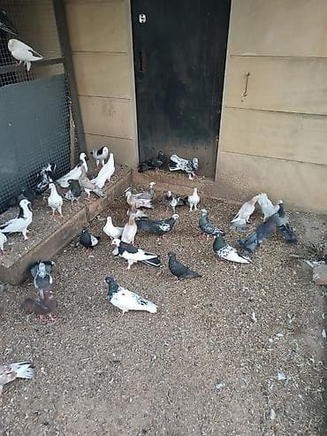 babil quşu: Küt satılır seçməkdə. İran quşları da var içində. biri 15₼. hamısı — 4