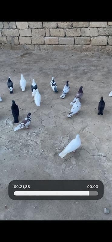 quş damı: 18 quşdu tərgidmə ünvan saray boş bekar adamlar narahat edməsin — 1