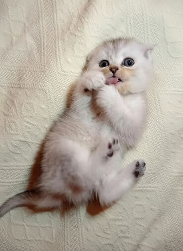 pulsuz pişik balalari 2020: Şotland yastı qulaq, Erkək, Dişi, Yaxşı əllərə, Ünvandan götürmə, Pulsuz çatdırılma, Ödənişli çatdırılma — 1