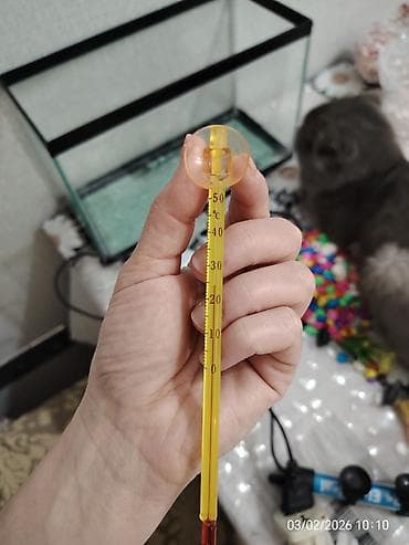 Pişiklər: Akvaryum dəsti - Şüşə akvaryum: düzbucaqlı forma, yuxarı və aşağı — 8