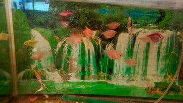 Glofish, Sülhsevər