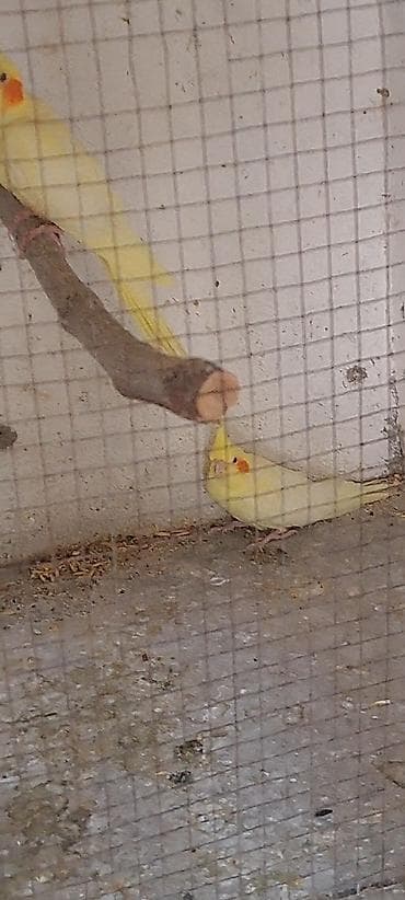 Tutuquşları: Məhsul: Nimfa tutuquşusu (Cockatiel) 3 bala satilir, 2 sari bir #sari — 5