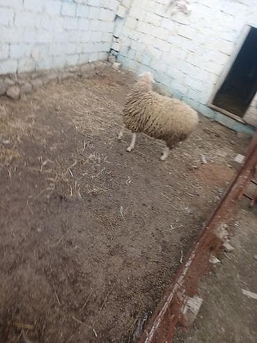 qizil baliq satisi: Qoyun – yerli cins - Şəkillərdə görülən, dolğun bədənli, ağ başlı — 1