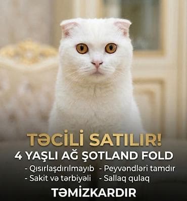 Şotland, Dişi, Yaxşı əllərə lalafo.az -da Şotland, Dişi, Yaxşı əllərə