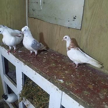 xaski balası: Göyerçinlər balaların biri 5.manatada var hazır cütlərdə var — 6