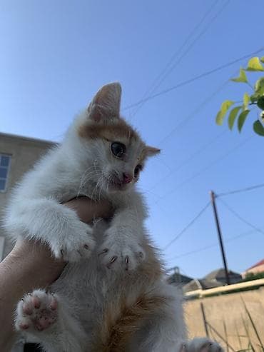 Yaxşı əllərə