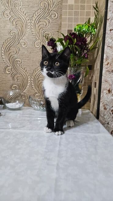 Digər heyvanlar: Şotland, Erkək, Dişi, Yaxşı əllərə, Ünvandan götürmə — 1