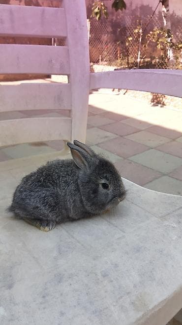 mini lop: Mini lop (aşağıqulaqlı) dekorativ dovşan balaları - Cins: Mini Lop — 10