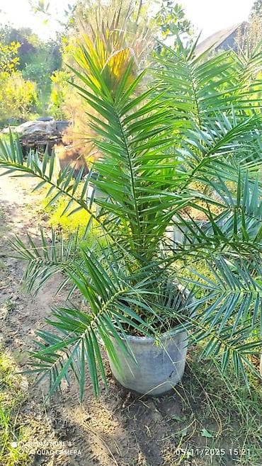 Finik palma her qiymətə olanı var sifariş üçün əlaqə saxlaya bilərsiz