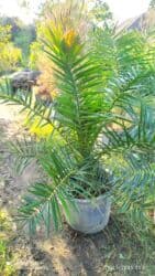 apelsin agaci: Finik palma her qiymətə olanı var sifariş üçün əlaqə saxlaya bilərsiz — 2