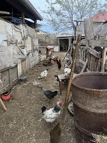 çolpa satılır: Toyuq, Yumurtalıq — 5