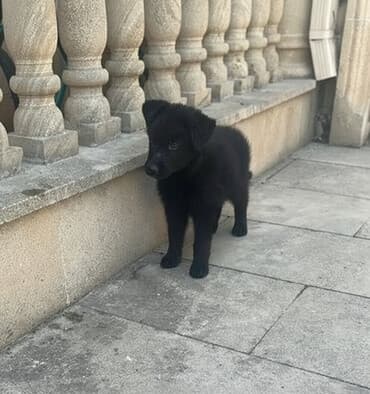 Alman çoban iti, 2 ay, Peyvəndli lalafo.az -da Alman çoban iti, 2 ay, Peyvəndli