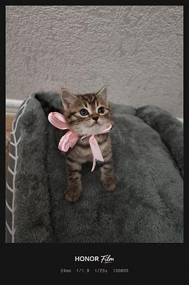 amerikan staf: Tabbi, Yaxşı əllərə — 4