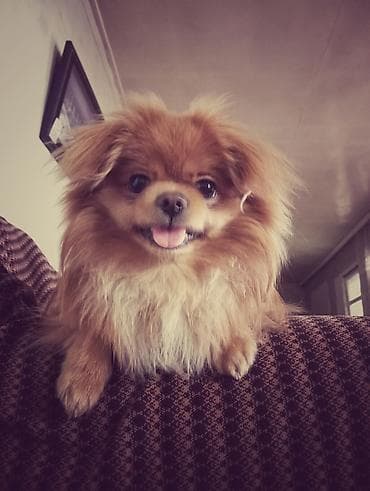 Pekines, 1 il, Erkek, Cütləşmə üçün lalafo.az -da Pekines, 1 il, Erkek, Cütləşmə üçün