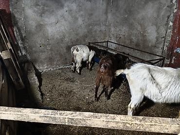 keçilər: Super damazliq heleb ve turk kecilermiz geldi kime maraqlidsa zeng — 9