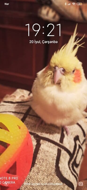 Salam xesde baxicisi isi axtariram 7 il is tecrubem var pastel