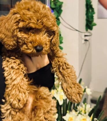 canavar dişi satılır: Pudel, 3 ay, Dişi, Peyvəndli, Ünvandan götürmə, Ödənişli çatdırılma — 4