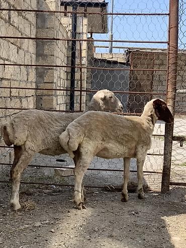 qoyun qoç: Dişi quzular satılır 13-14 kilo ətləri var qiymət 270 manat — 1