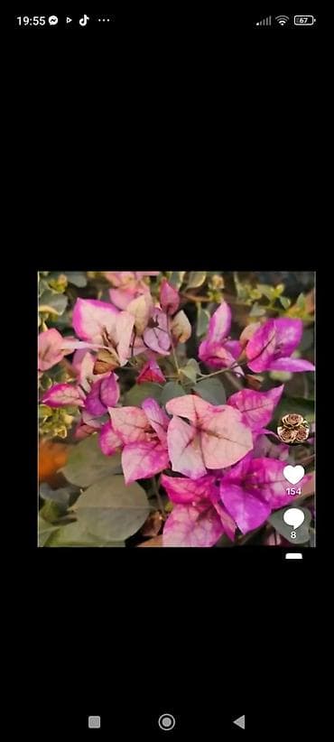 sor: Bougainvillea (bənövşəyi-çəhrayı braktlı sort) – sarmaşıq tipli — 2