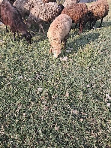 qoyun barter: Ana bala qoyun balasi erkey quzudu balasi tekde satilir — 4