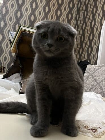 İtlər: Şotland yastı qulaq, Erkək, Ünvandan götürmə — 2