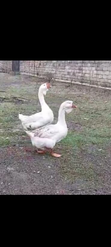 sort qazlar: Məhsul: Qaz və ördək (şəxsi təsərrüfatdan) Təsvir: - Şəkillərdə iki — 1