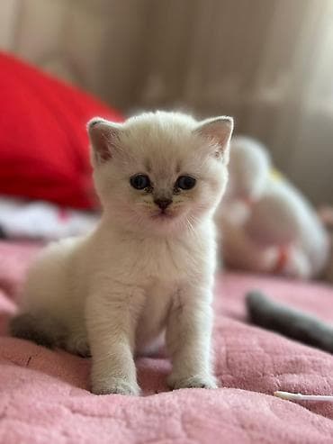 pisikler ucuz: Şinşilla, Erkək, Pulsuz çatdırılma — 4