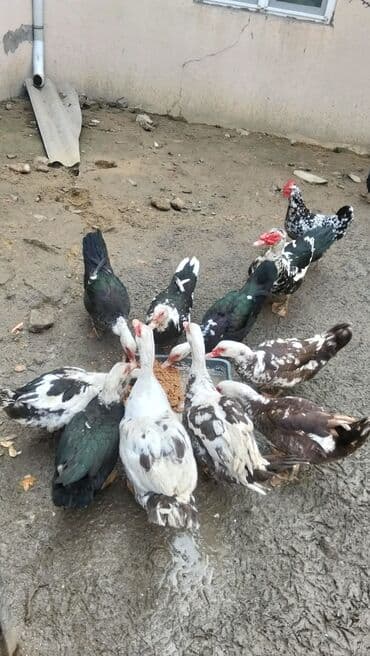 Куры: Самка, | Lal ordek, Для разведения — 1