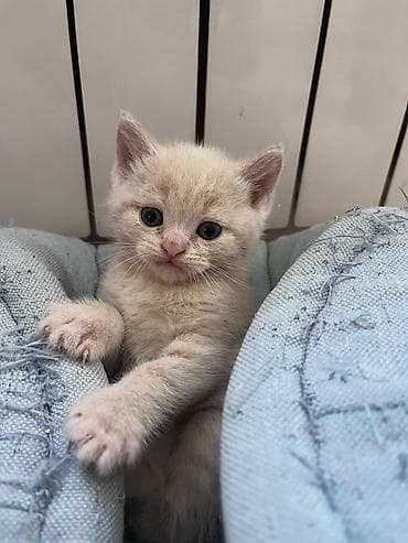 meykun pisik: Britan — 4