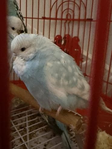 Çex papuqayları . Tamm sağlam 3 aylığdılar gözel sekildə qulluğ olunub