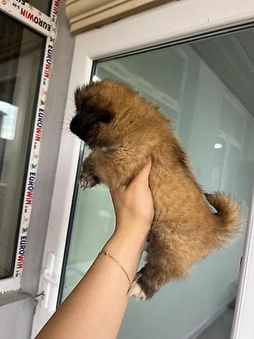 gəlincik heyvan: Pekines, 4 ay, Ödənişli çatdırılma — 3