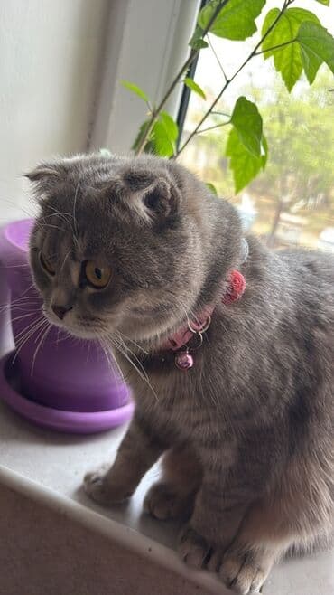 шиншилла котенок купить: Шотладская вислоухая, Самка — 2