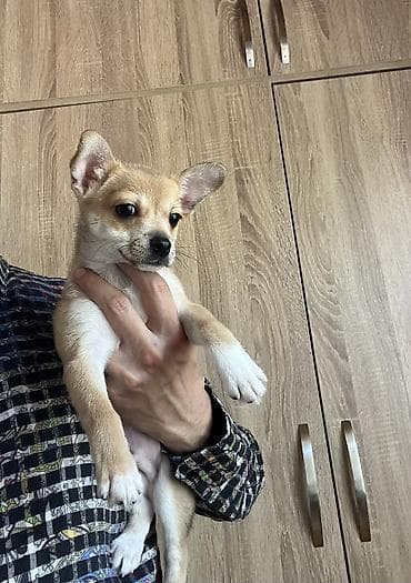 balaca tuklu it: Çixuahua, 3 ay, Erkek, Peyvəndli, Ödənişli çatdırılma — 7