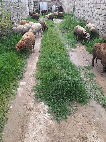 ag qulaq inek cinsi: Qoyun sürüsü – qarışıq rənglərdə yerli cinslər - Təklif: Şəkildə — 8