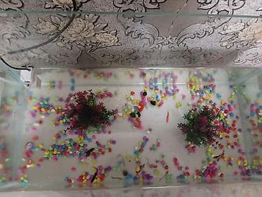 akvaryum bali̇q yemi̇: Dördbucaq akvarium, Balıqlarla birlikdə, 130 l, Ünvandan götürmə — 1