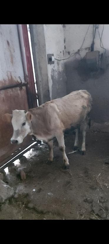 heyvanlar satışı: Dana, buzov, Dişi, ay: 5, 180 kq, Damazlıq, Ünvandan götürmə — 4