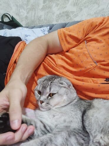 sevimli pişik şəkilləri: Şotland yastı qulaq, Dişi — 4