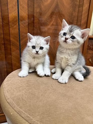 pişik blender: Tabbi, Erkək, Yaxşı əllərə, Ünvandan götürmə — 8